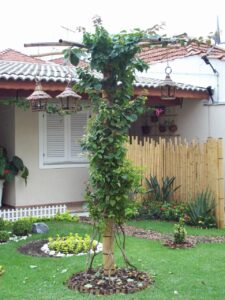 Painel de bambu tratado